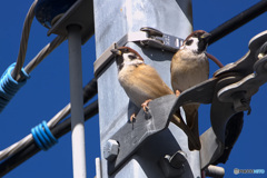 電柱の二羽の雀 電柱の二羽の雀