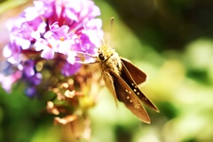 三尺バーベナとセセリチョウ