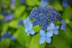 旬の花