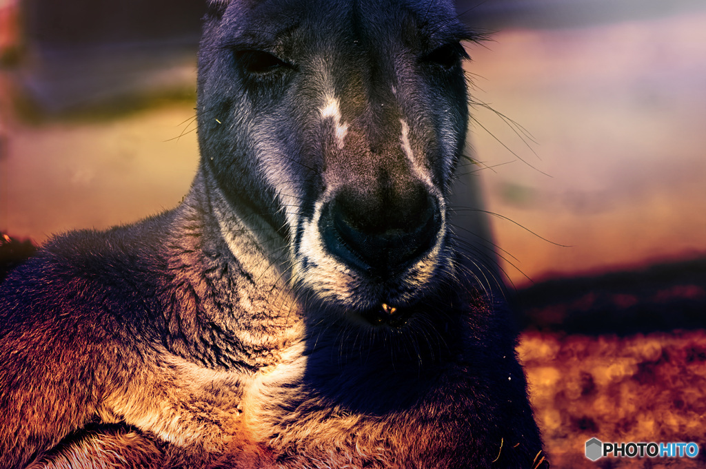 カンガルーに生まれて