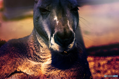 カンガルーに生まれて