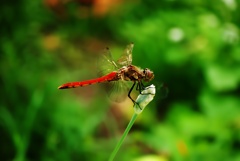 茜蜻蛉