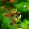 茜蜻蛉