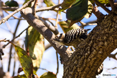 つつくわよ つつくわよ