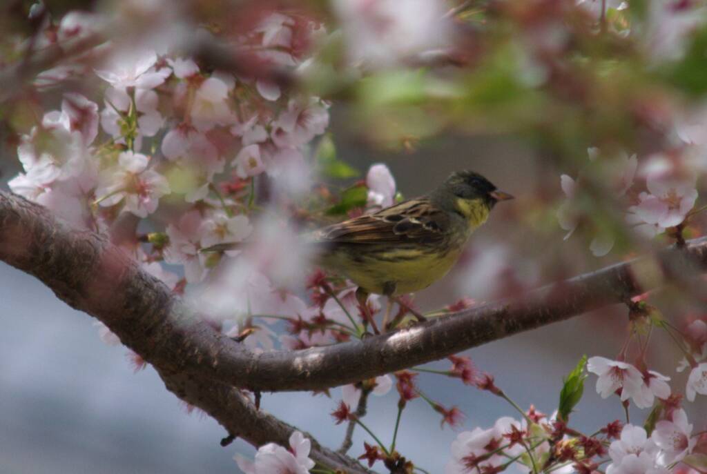 桜も良いしアオジも良い