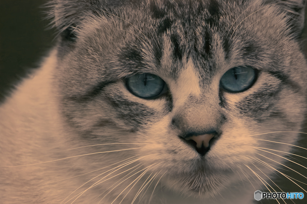 青く澄んだ瞳に見入る