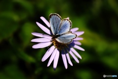 ノコンギクとヤマトシジミ ノコンギクとヤマトシジミ