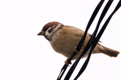 電線スズメ