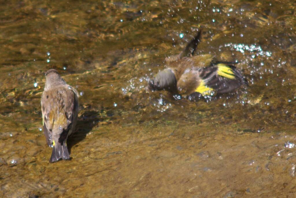 カワラヒワ「俺こんなことできるんだぜ！」
