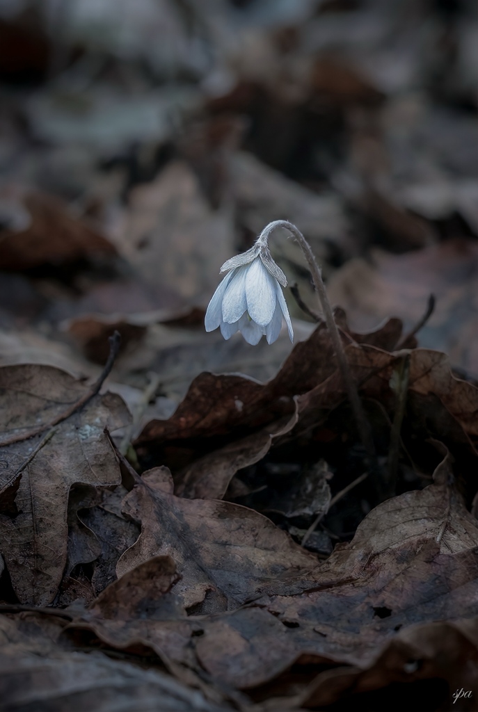 The Smallest Courage