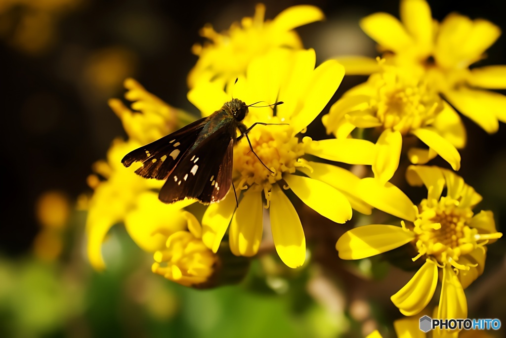 ツワブキ(石蕗)にセセリチョウ