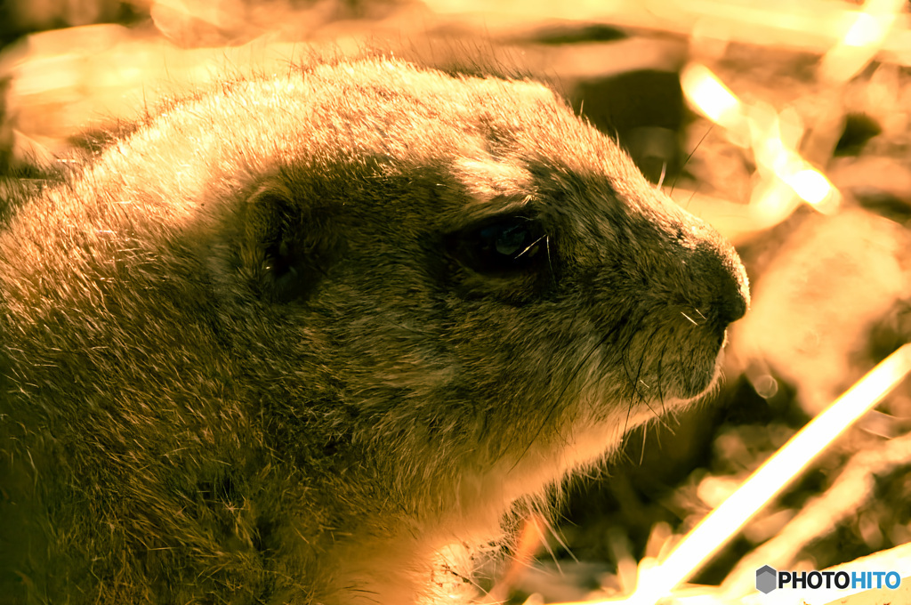 オグロプレーリードッグ