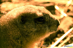 オグロプレーリードッグ