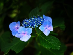 ほんのり紫陽花