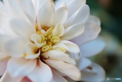 いつも気まぐれ❀