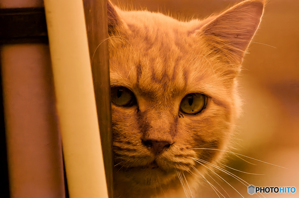 茶猫探訪◆二丁目