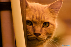 茶猫探訪◆二丁目