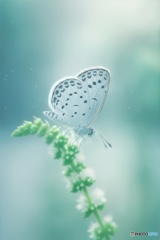 蒼翅のことづて(そうしのことづて)