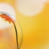 水中花