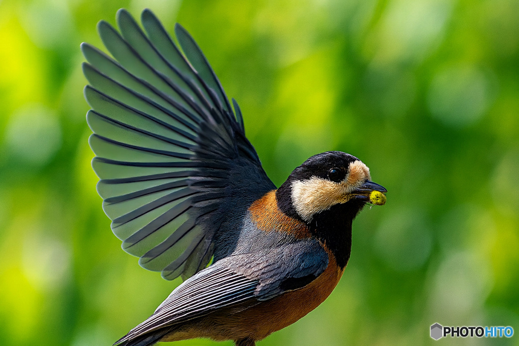 翠羽の扇(すいばのおうぎ)