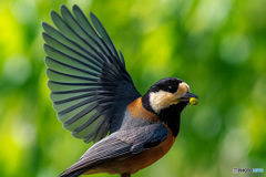 翠羽の扇(すいばのおうぎ)