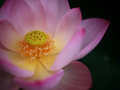 蓮3