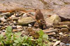カワラヒワとアオジ