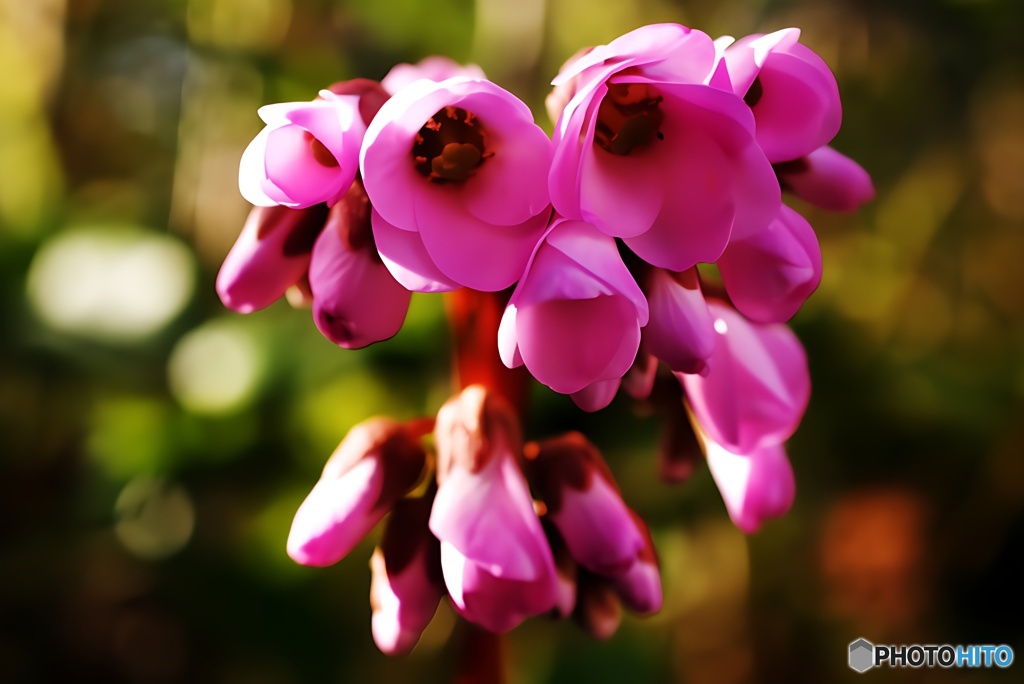 ヒマラヤユキノシタの花