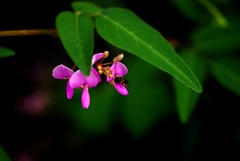 宿り花。