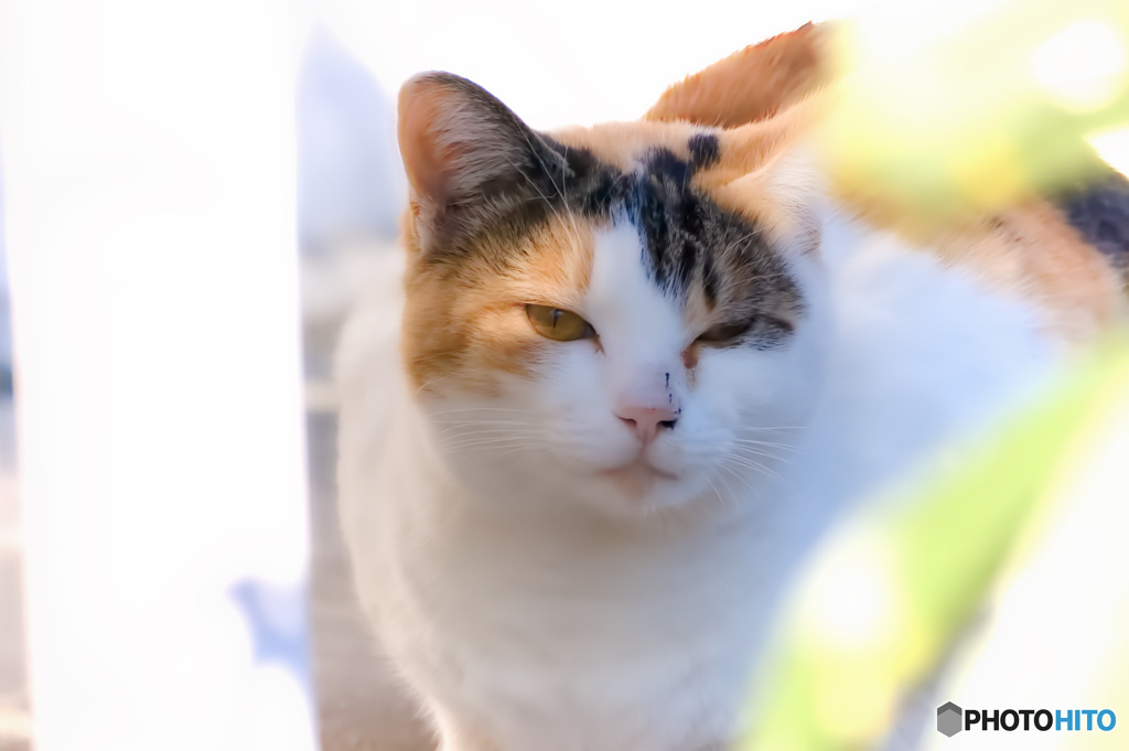 陽だまりの静脈