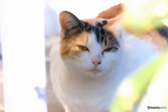 陽だまりの静脈