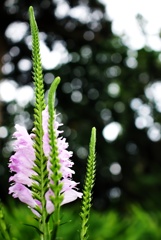 ハナトラノオ（花虎の尾）