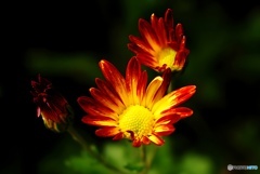 色鮮やかなキク