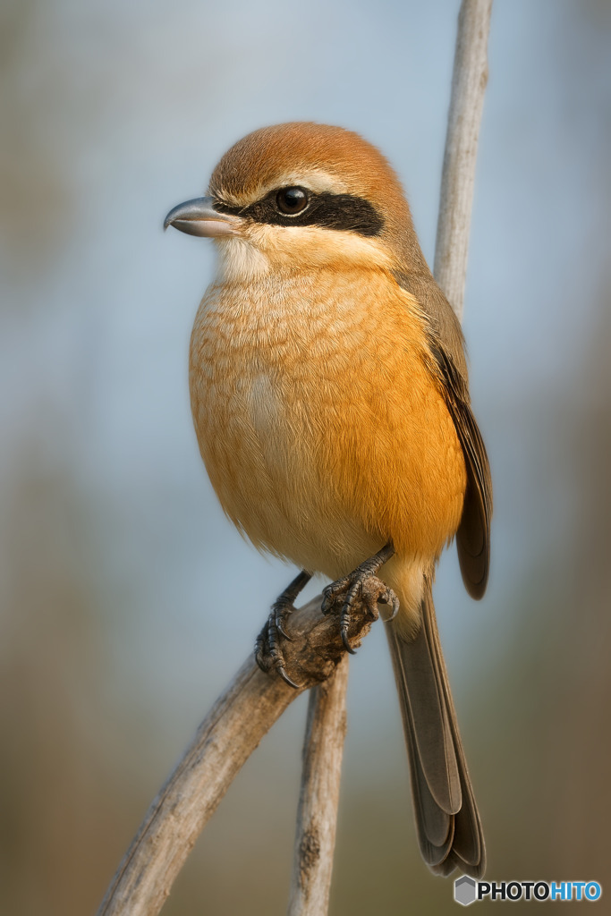 こだま、辿れば