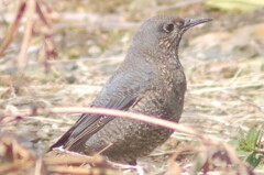 野鳥日誌：イソヒヨドリのメス