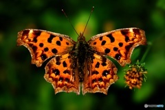 蝶の図鑑　キタテハ