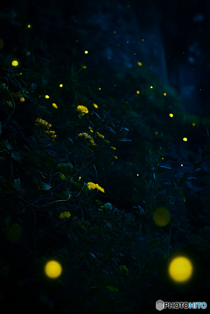 菊灯、蛍の舞路