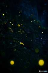 菊灯、蛍の舞路