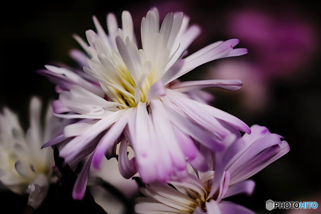 クジャクアスター