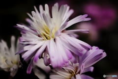 クジャクアスター クジャクアスター