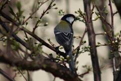 野鳥日誌:シジュウカラ