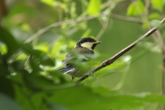 巣立ちシジュウカラ
