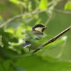 巣立ちシジュウカラ