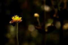残花。