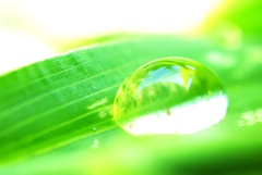 Morning Drop