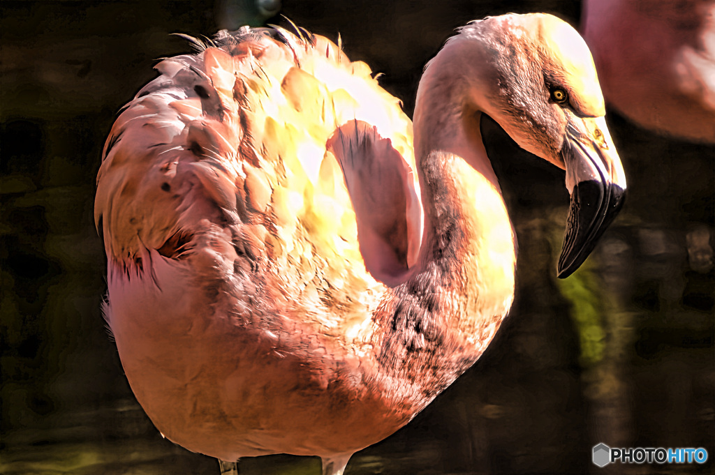 フラミンゴ