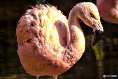 フラミンゴ