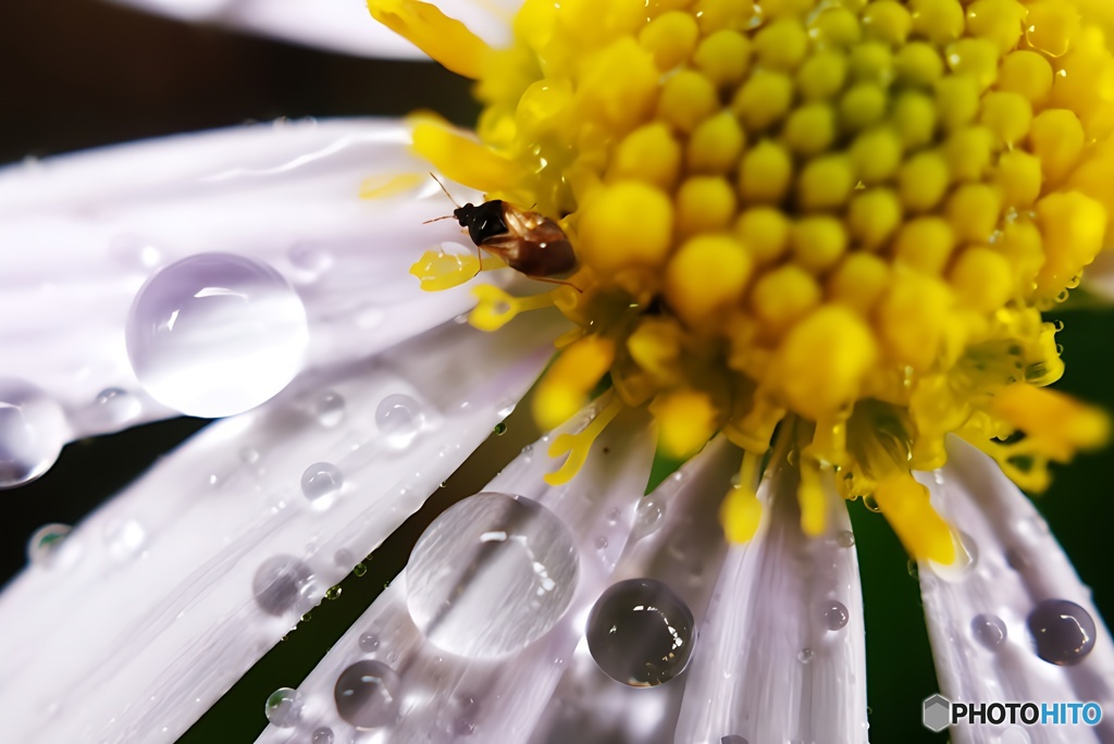雨の日の隠れ花