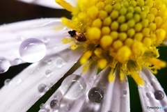 雨の日の隠れ花 雨の日の隠れ花