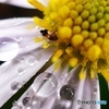 雨の日の隠れ花
